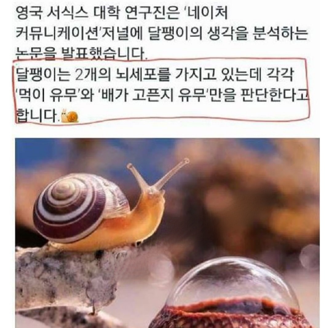 달팽이의 신기한 뇌구조