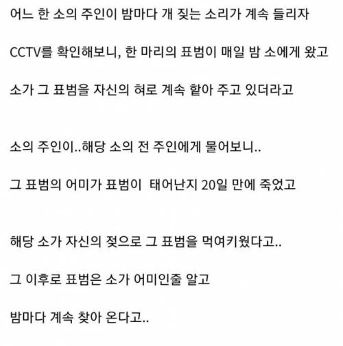 어느 소와 표범의 관계