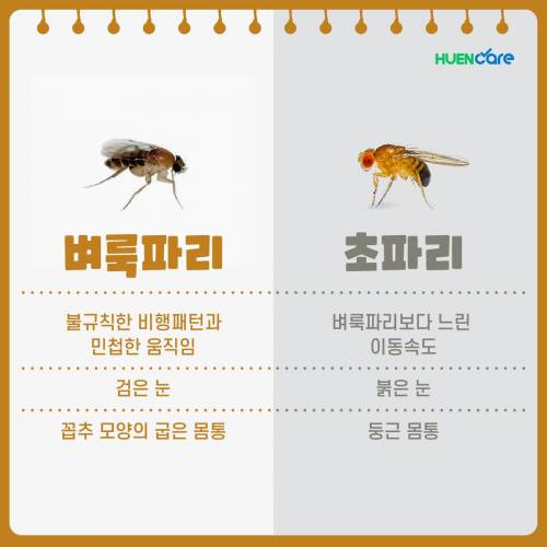 세스코에서도 절레절레 한다는 해충