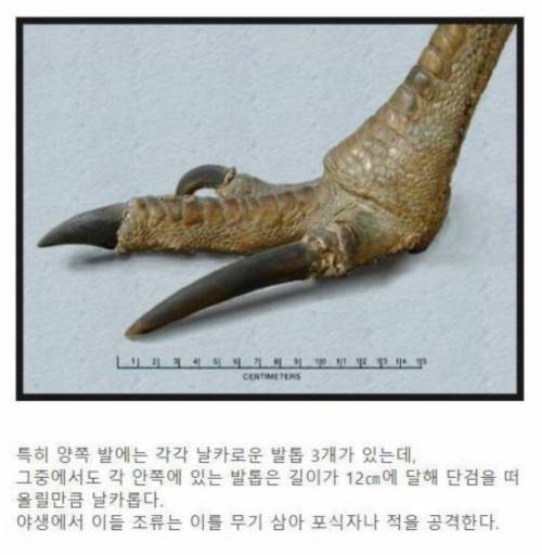 세상에서 가장 위험한 새