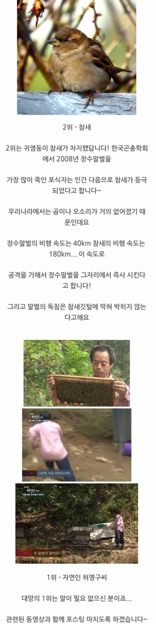 장수말벌 천적 순위