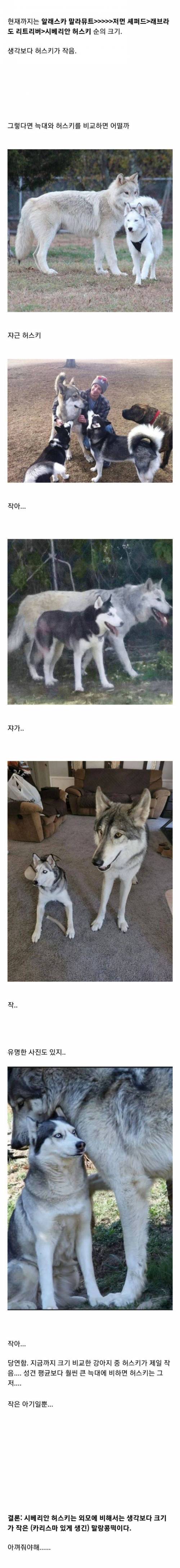 외모에 비해서는 생각보다 크기가 작은 시베리안 허스키