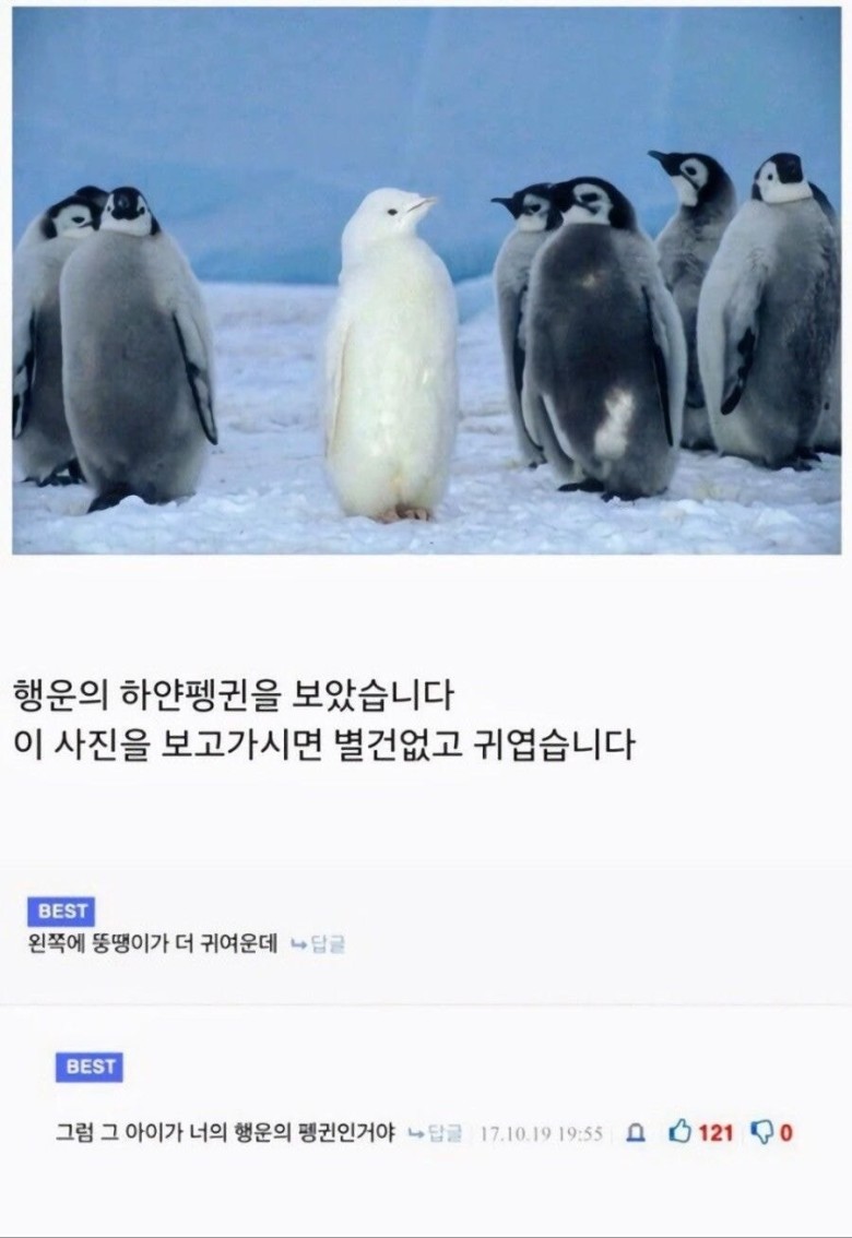 요즘 희귀해진 재능.jpg 