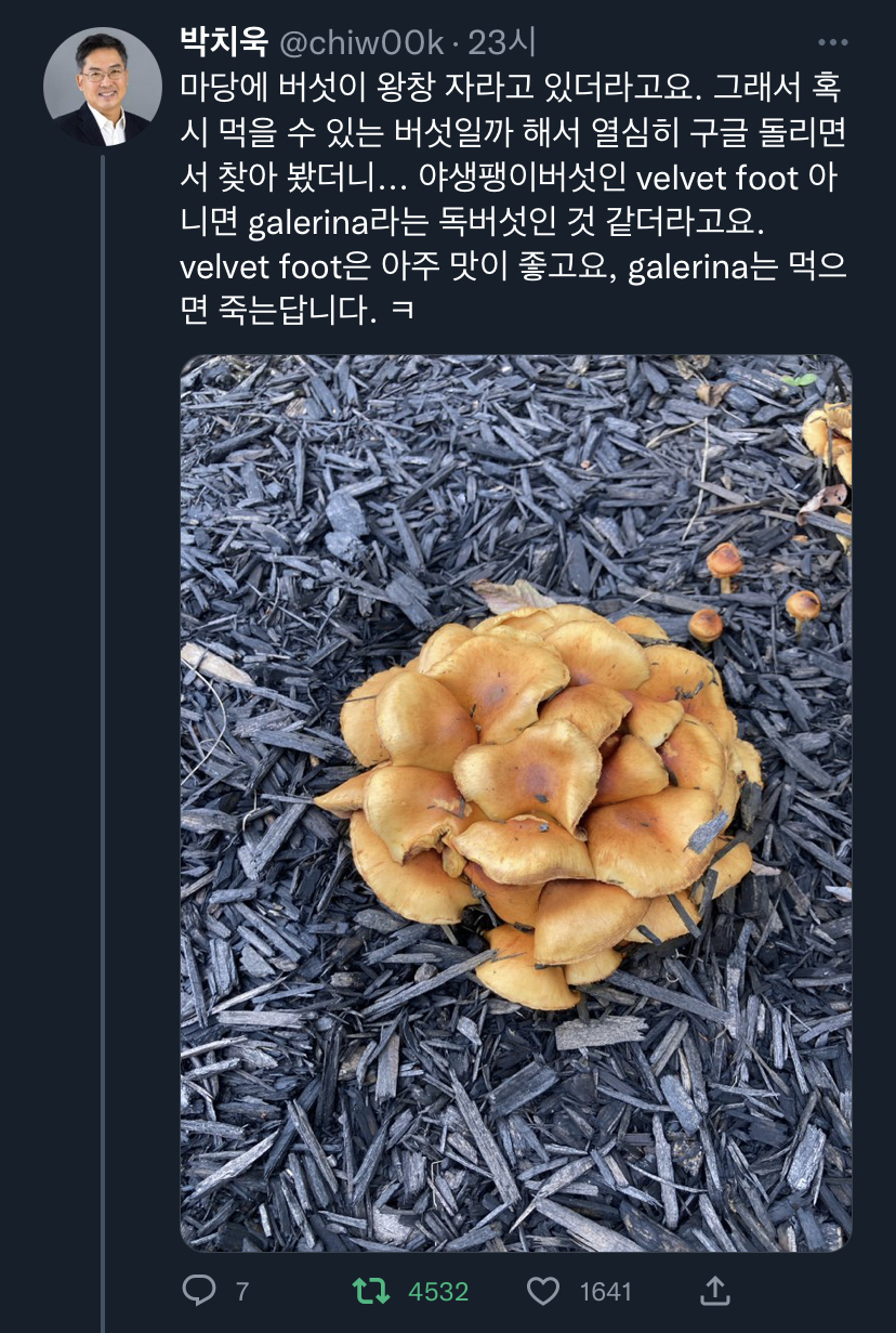 마당에 핀 버섯이 식용인지 독버섯인지 알아내는법.twt