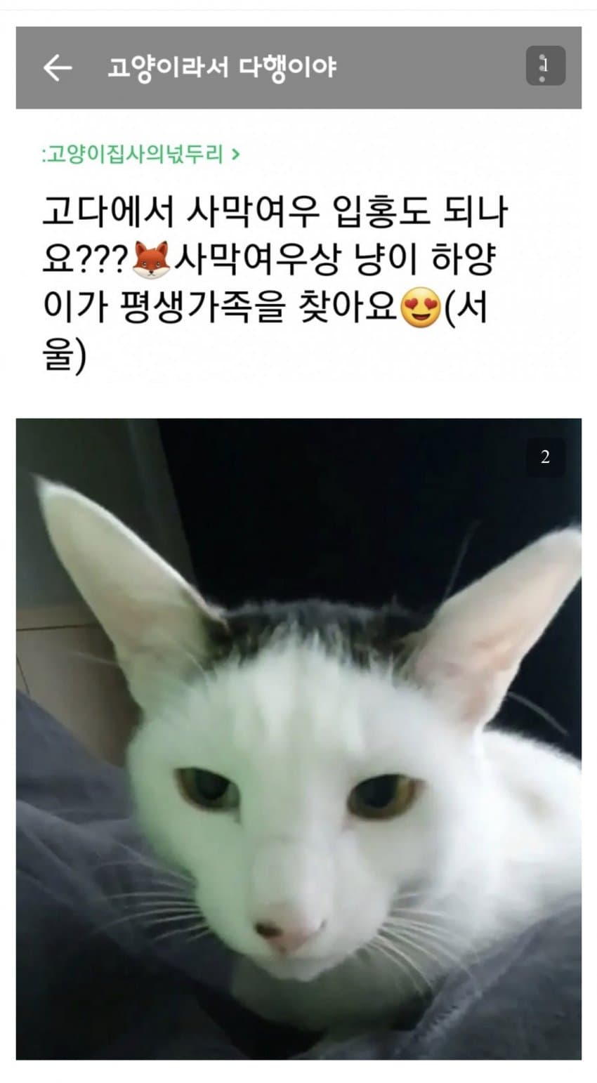 캣맘 까페에 나타난 사막여우 분양글.jpg