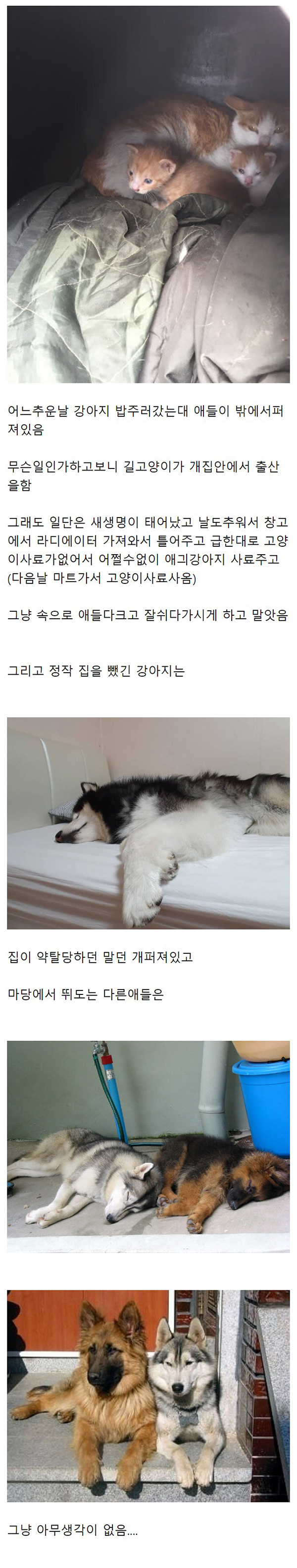 길고양이한테 개집 빼앗김