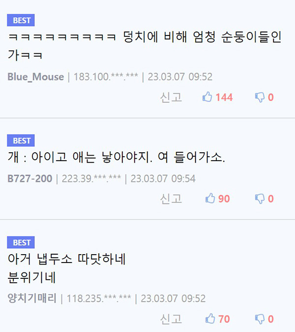 길고양이한테 개집 빼앗김