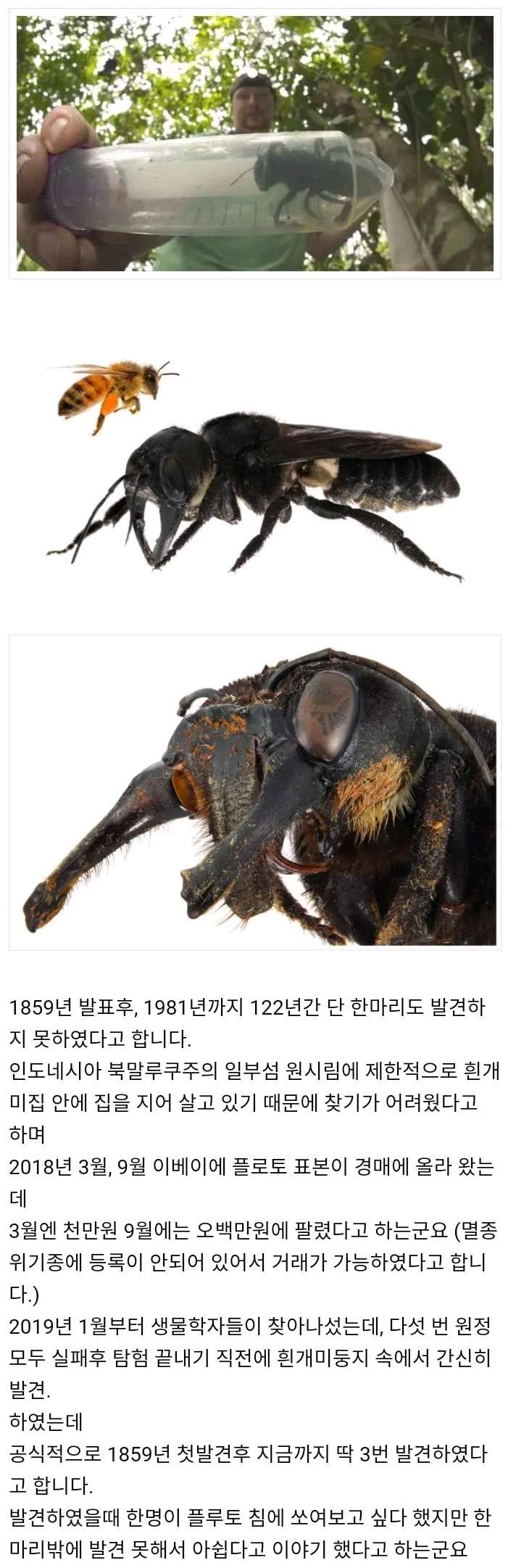 122년간 발견되지 않은 꿀벌 플루토