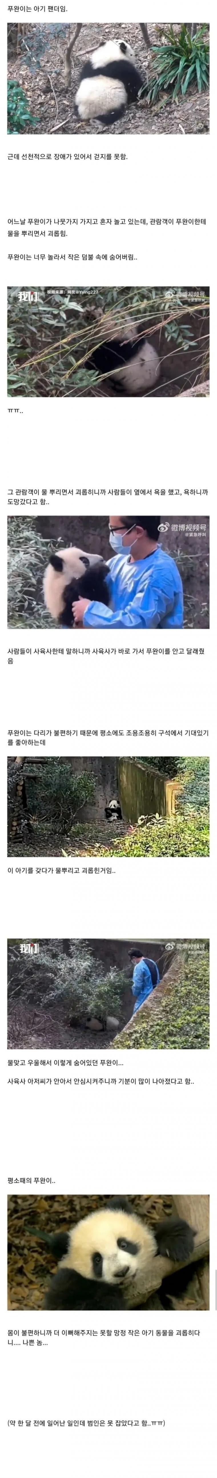 관람객에게 물 맞고 놀란 아기팬더