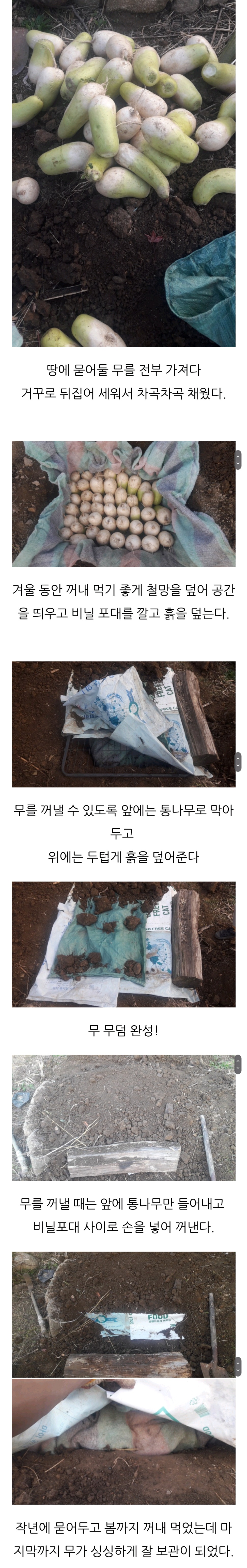 도시사람은 모르는 시골의 채소저장방법