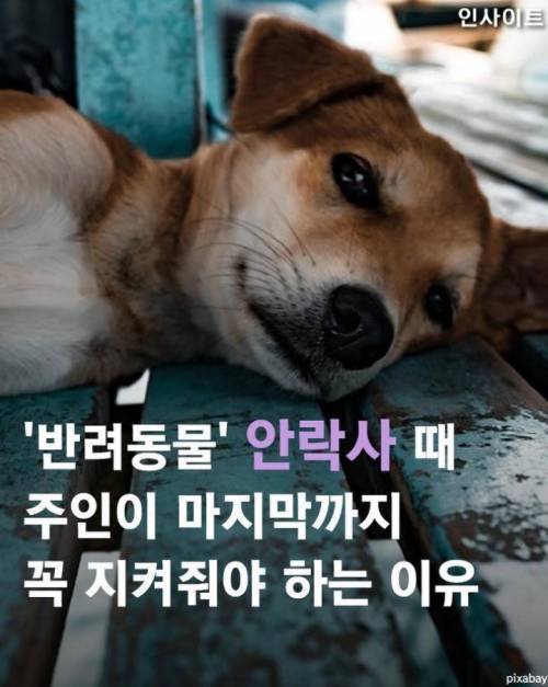 반려동물 안락사때 주인이 마지막까지 꼭 지켜줘야 하는 이유