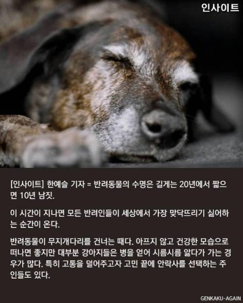 반려동물 안락사때 주인이 마지막까지 꼭 지켜줘야 하는 이유