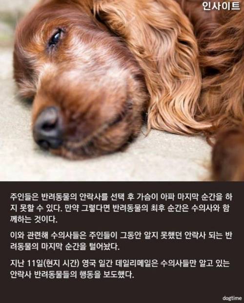 반려동물 안락사때 주인이 마지막까지 꼭 지켜줘야 하는 이유