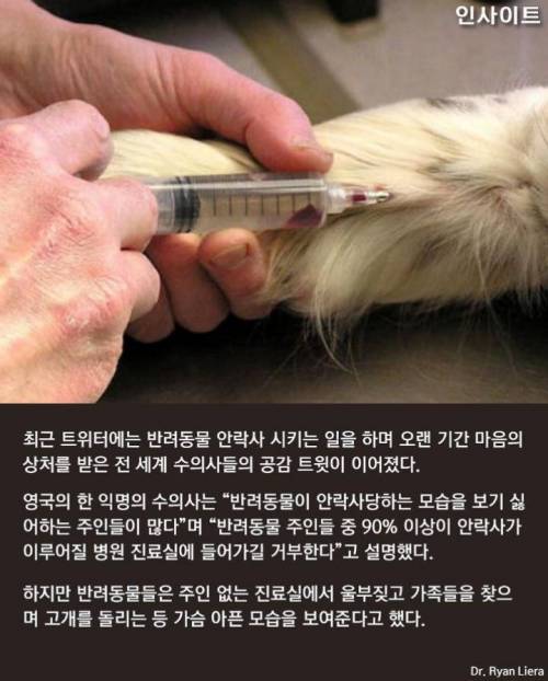 반려동물 안락사때 주인이 마지막까지 꼭 지켜줘야 하는 이유