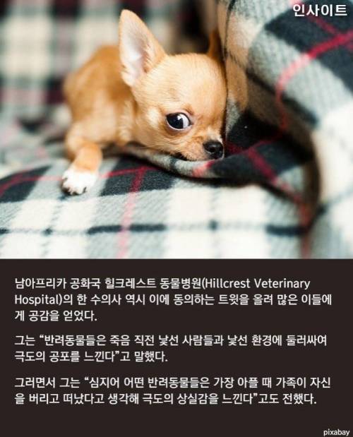 반려동물 안락사때 주인이 마지막까지 꼭 지켜줘야 하는 이유