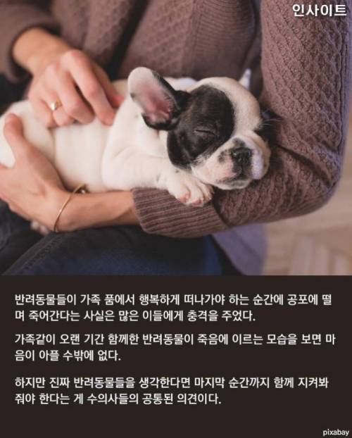 반려동물 안락사때 주인이 마지막까지 꼭 지켜줘야 하는 이유