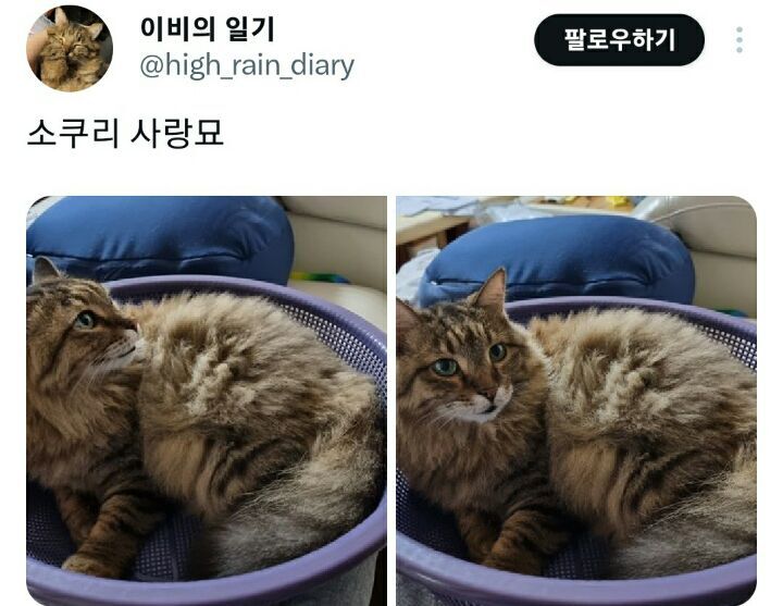 의외로 고양이가 좋아한다는 물건