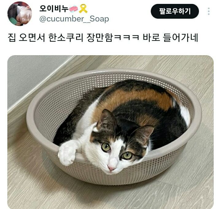 의외로 고양이가 좋아한다는 물건