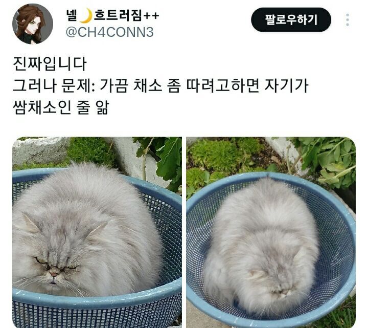 의외로 고양이가 좋아한다는 물건