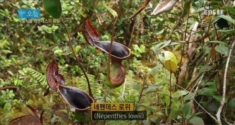 변기의 운명으로 태어난 식물