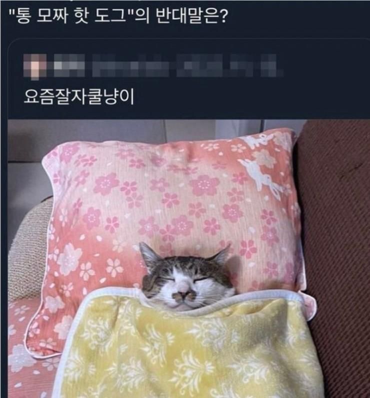 통모짜핫도그 반댓말