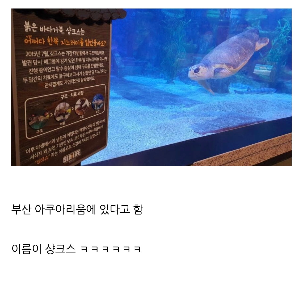 한쪽 지느러미를 잃은 붉은 바다거북