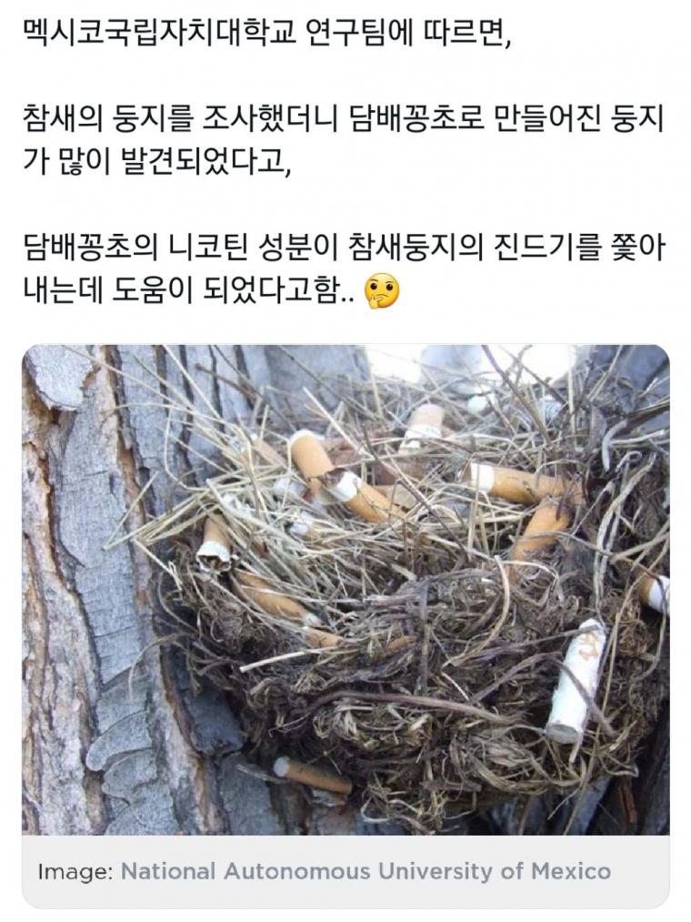 담배꽁초로 만들어진 참새 둥지를 조사했더니