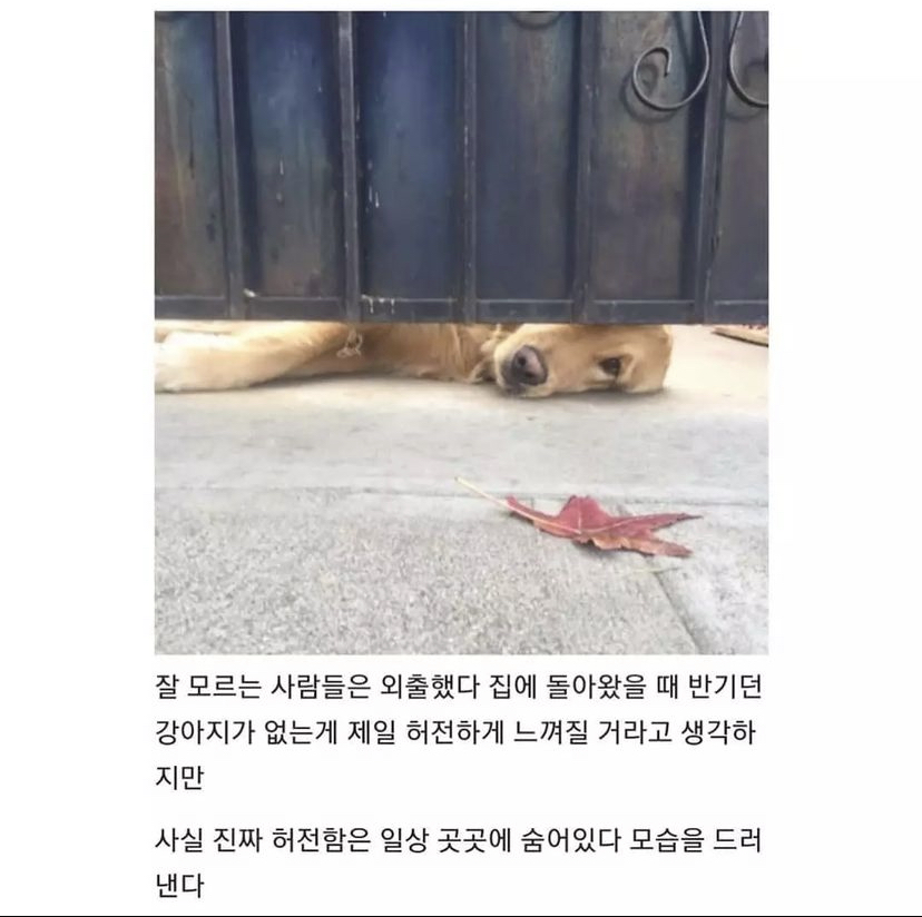 반려동물이 무지개다리 건넌 후 일상생활 하다 울음 터지는 이유