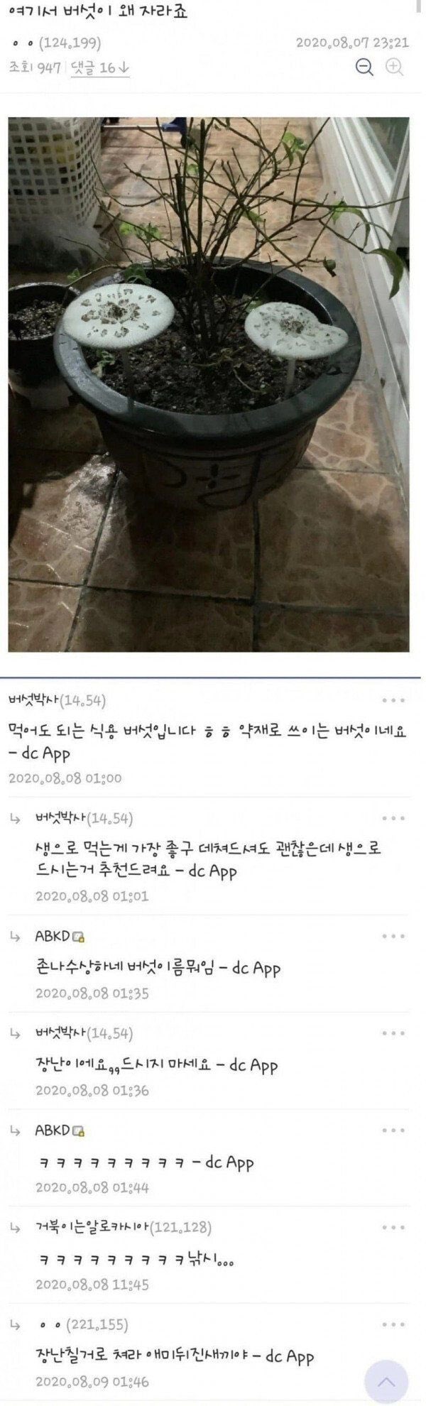 한반도에서 가장 많은 인명을 앗아간 독버섯