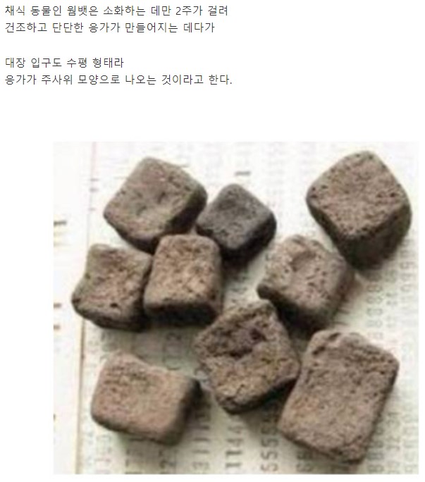 네모난 똥을 싸는 호주의 대표 귀염둥이 동물