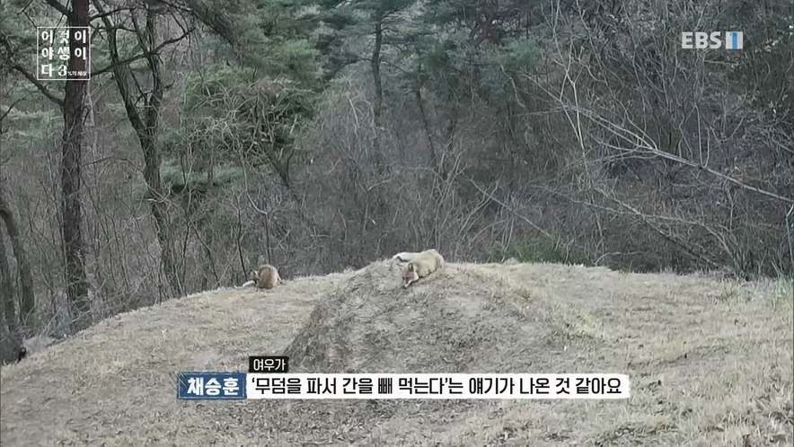 여우가 무덤파서 간을 빼먹는다는 설화가 나온 이유