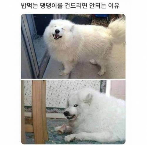 밥 먹는 개를 건들면 안되는 이유 겨울사람