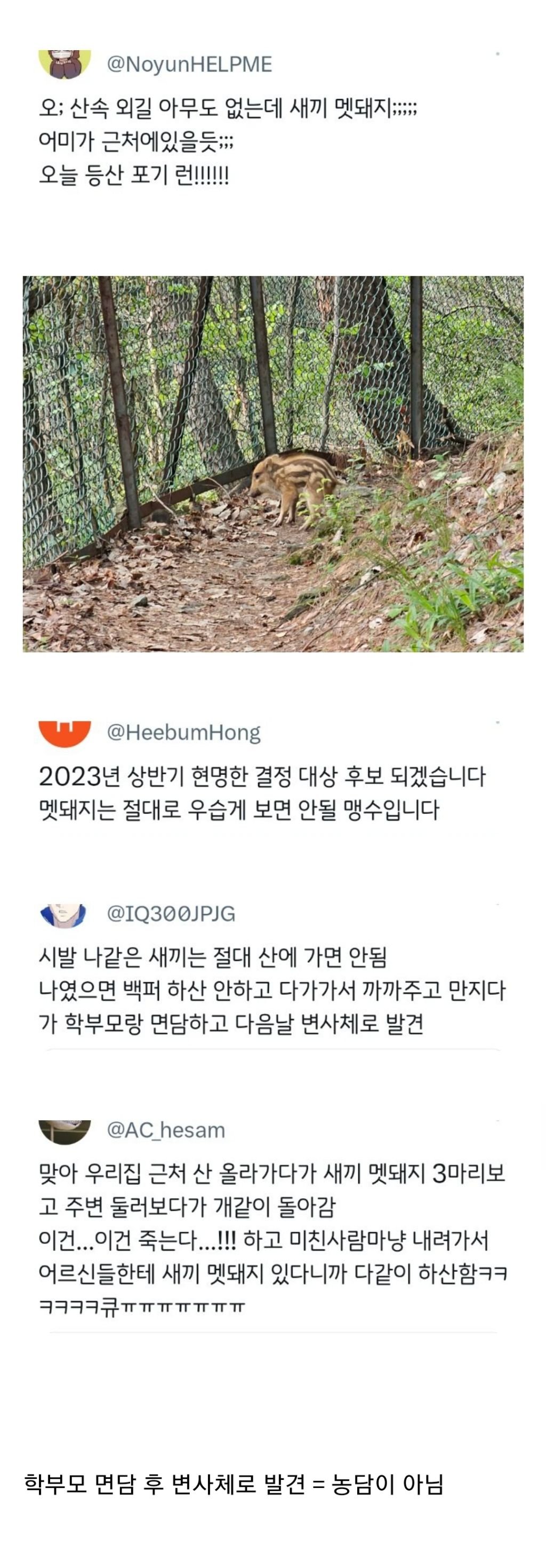 등산 하다가 새끼 멧돼지를 만난 사람