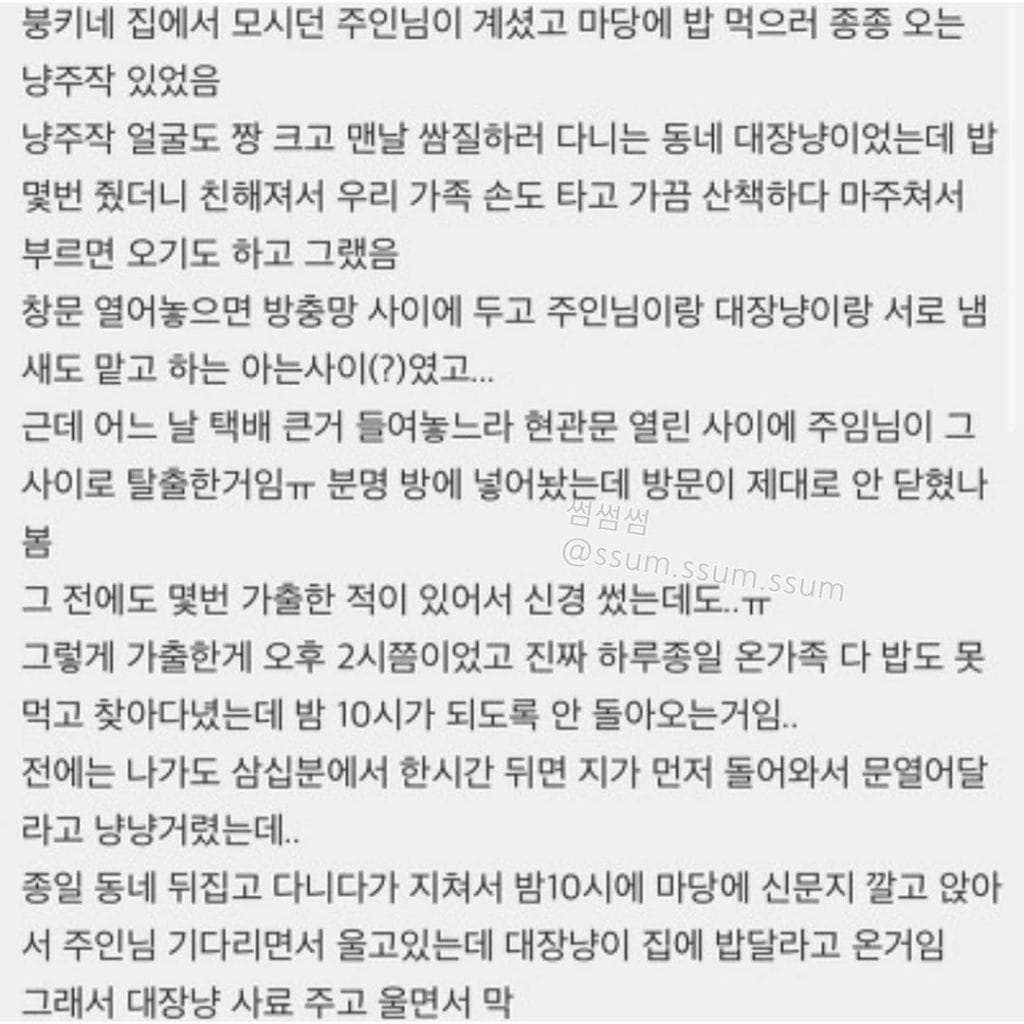 동네 대장냥이에게 실종된 냥이를 찾아달라 부탁했더니