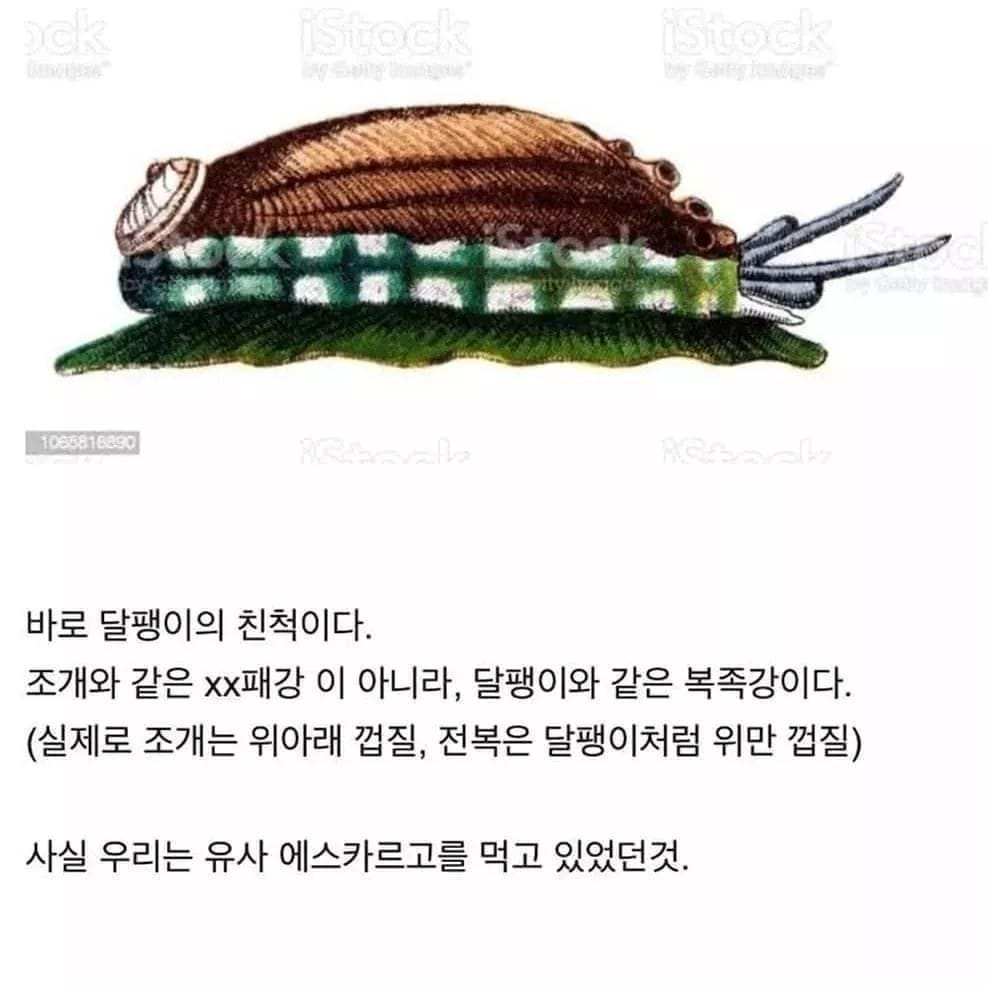 전복은 사실 조개가 아니였다