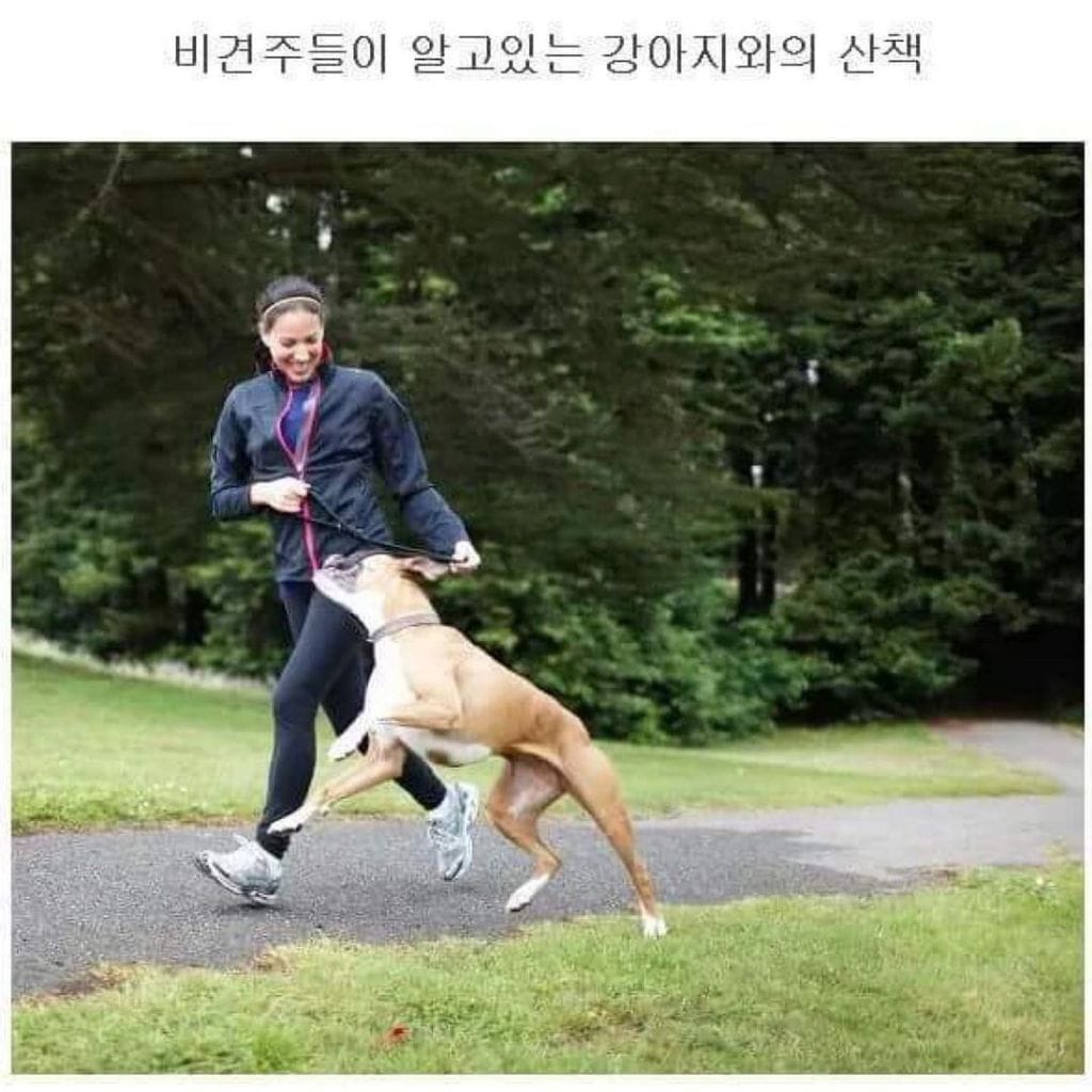 강아지산책 이상과 현실