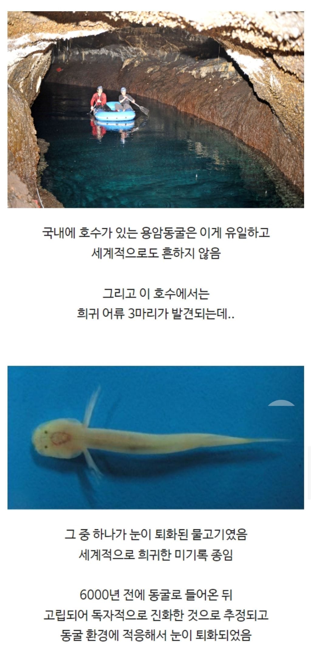 눈이 퇴화된 물고기가 발견된 제주도의 동굴