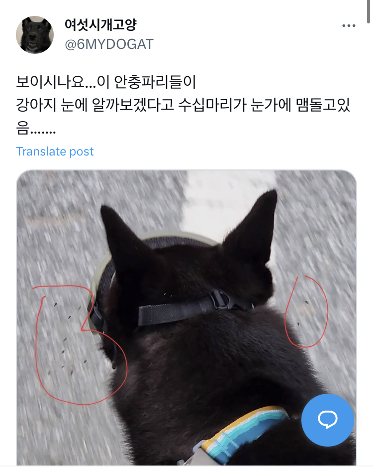 사람들 강아지 고글이 패션템인 줄 아는데.jpg