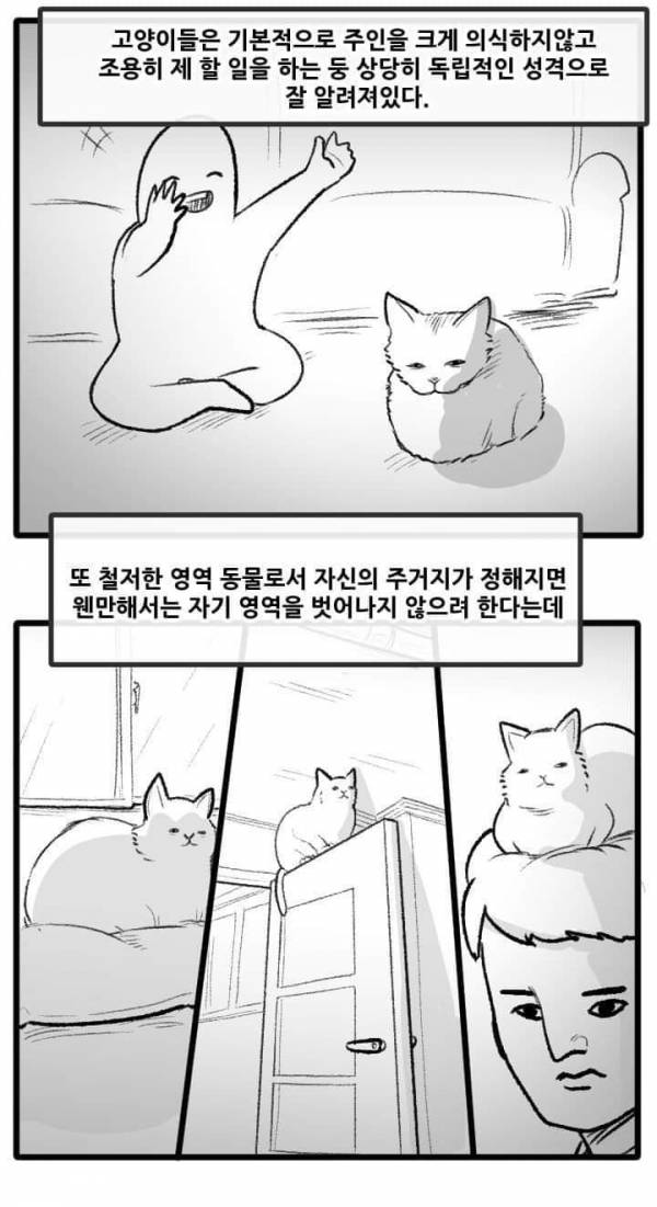 산책 가고 싶은 고양이 manhwa