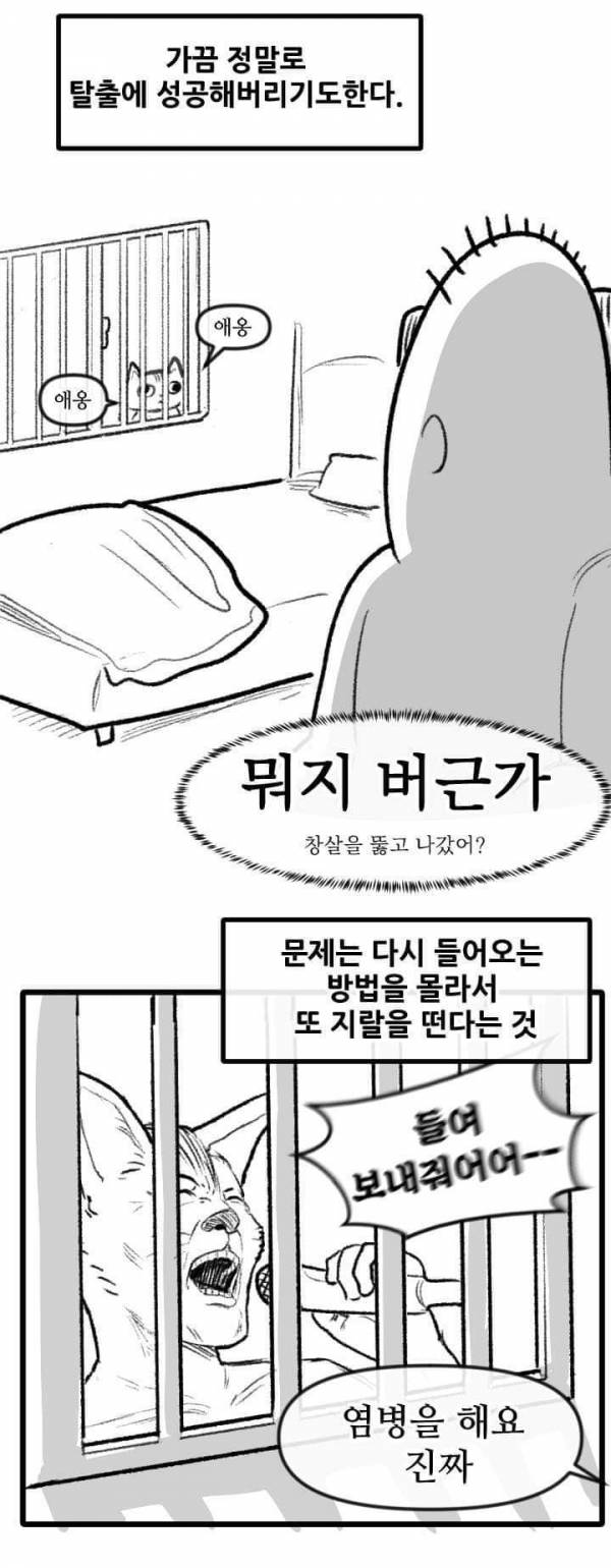 산책 가고 싶은 고양이 manhwa