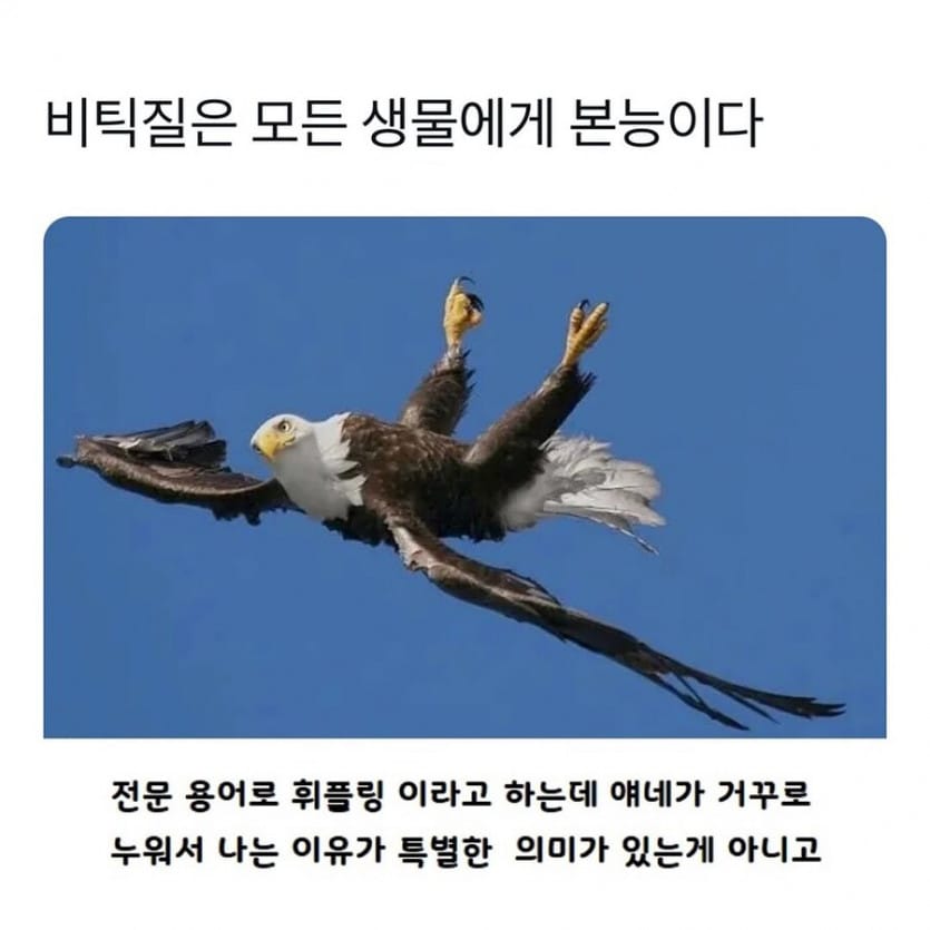 새들이 거꾸로 나는 이유