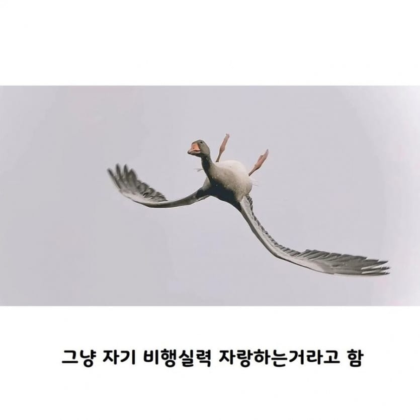 새들이 거꾸로 나는 이유