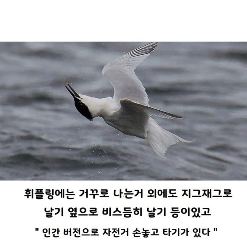 새들이 거꾸로 나는 이유