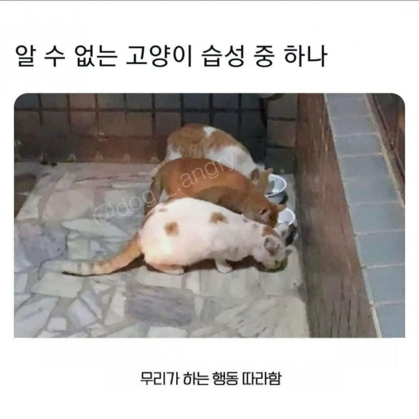 알 수 없는 고양이 습성 중 하나