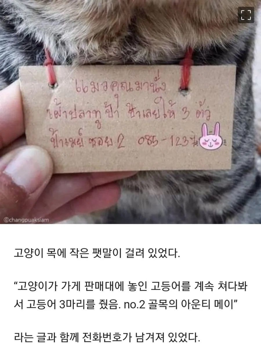 가출했다가 빚지고 돌아온 고양이.jpg