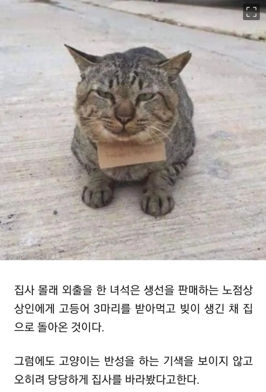 가출했다가 빚지고 돌아온 고양이.jpg