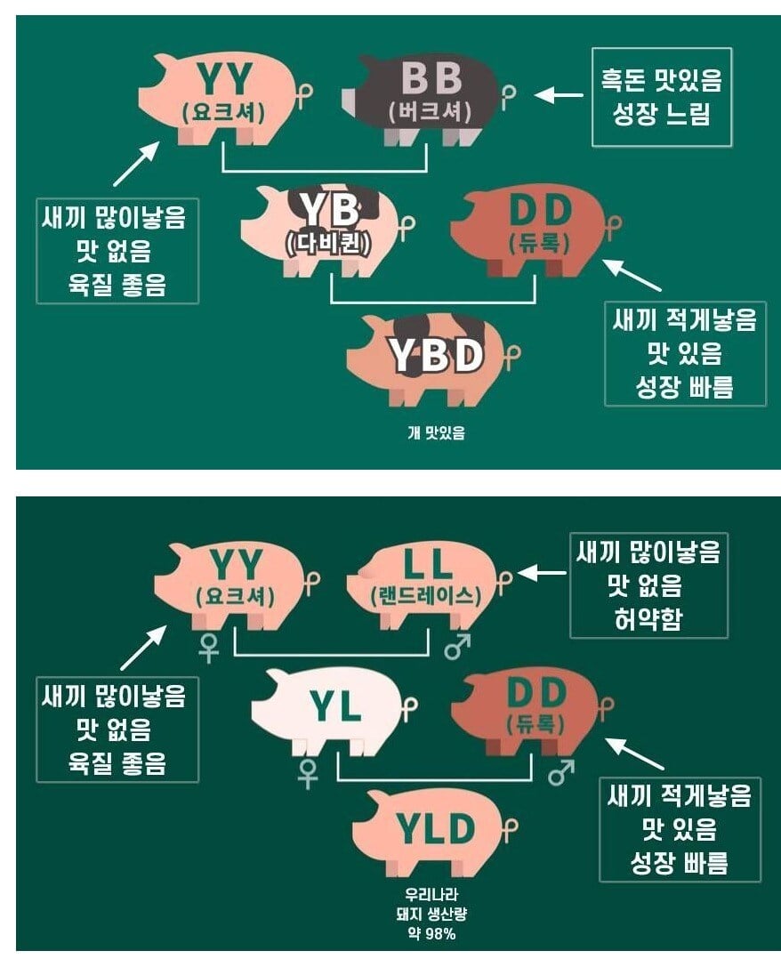 삼겹살 맛이 상향평준화 된 이유