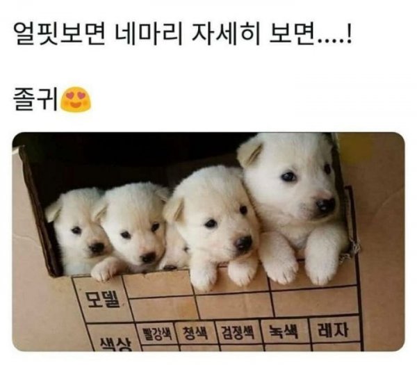 얼핏보면 4마리 자세히 보면..jpg