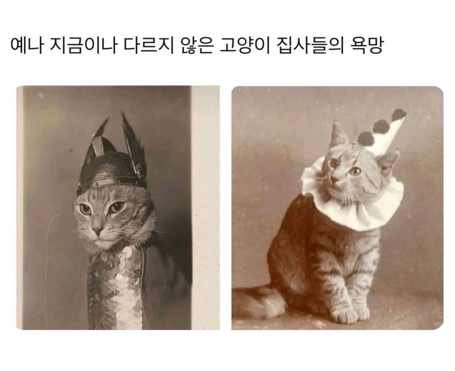 냥집사의 욕망