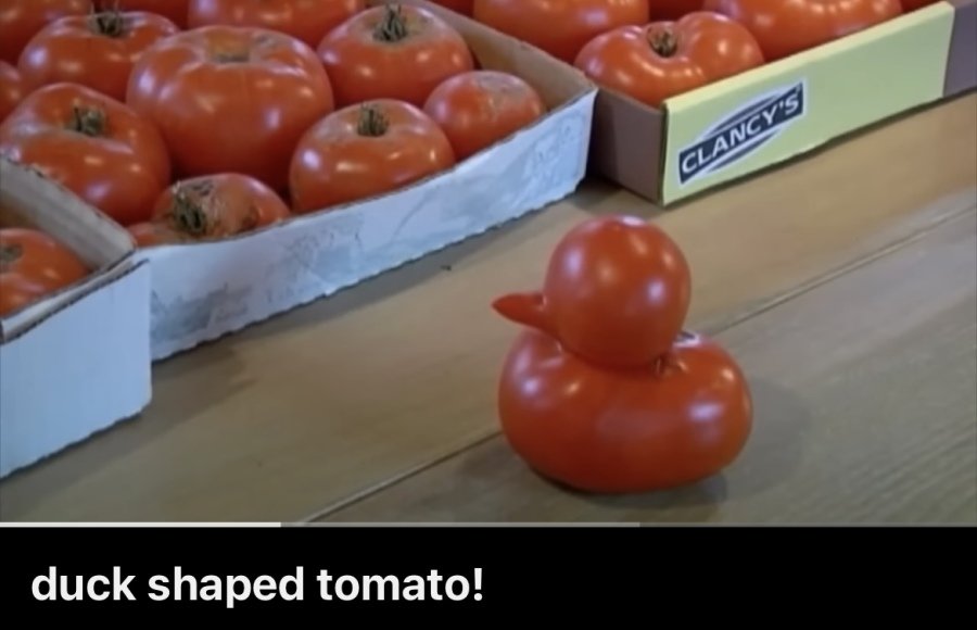 특이한 토마토를 수확해서 뉴스 나온 미국 노부부.jpg